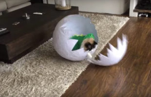 See A Cat In A Dinosaur Costume Hatch From An Egg