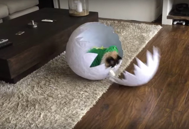 See A Cat In A Dinosaur Costume Hatch From An Egg