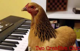 A Chicken Playing ‘America The Beautiful’ On The Keyboard