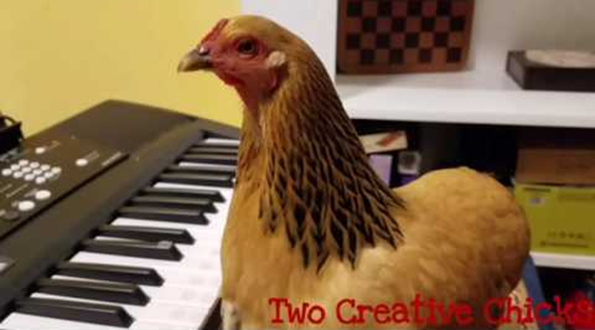 A Chicken Playing ‘America The Beautiful’ On The Keyboard