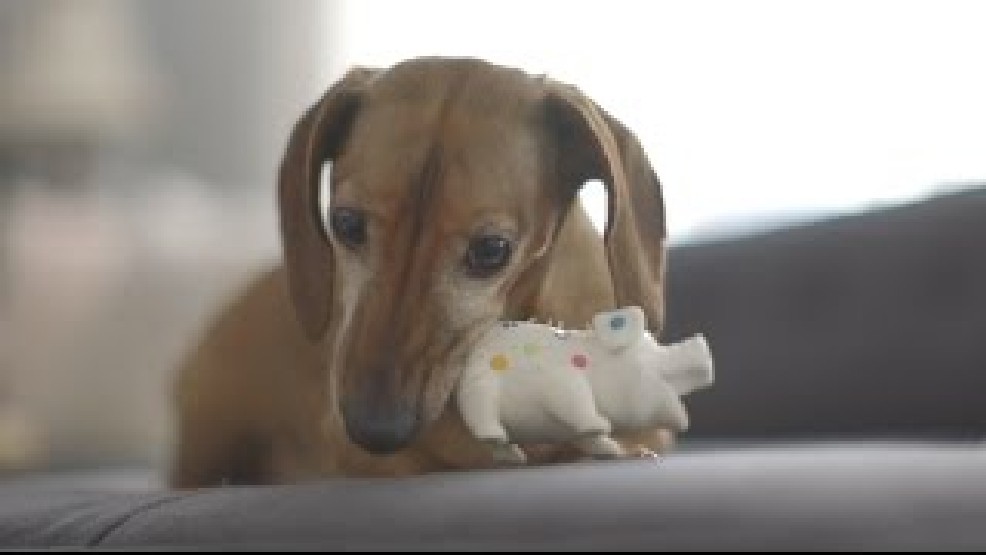 This Little Dog Is So Happy To Have His Squeaky Toy Back