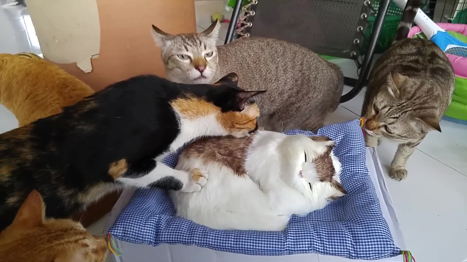 Watch These Curious Kittens Scope Out A Fake Cat Pillow