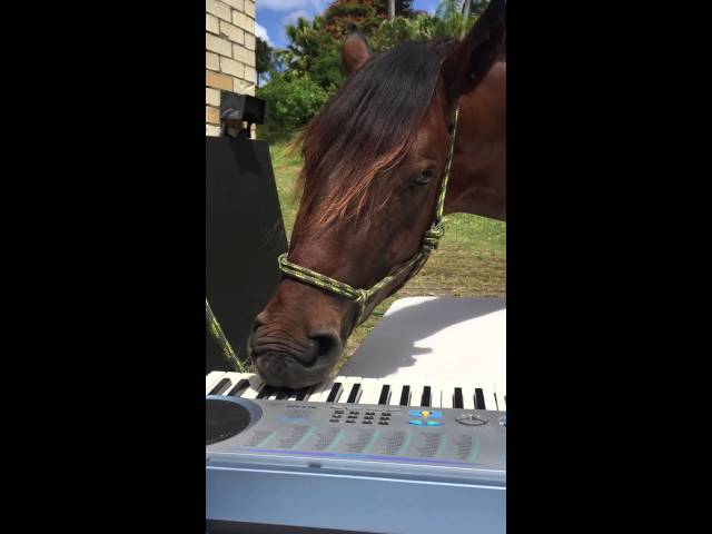 Just A Horse Playing Piano With His Lips, NBD