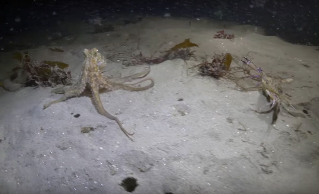An Octopus And A Crab Go Head To Head… Who Will Win?!