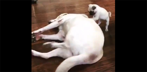 A Puppy Scratching A Dog’s Back Is Too Cute To Handle