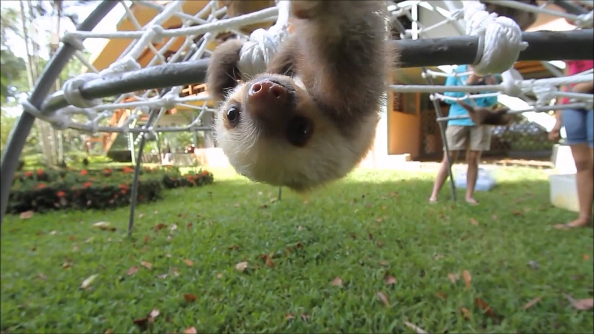 You’ve GOT To See This Video Of Baby Sloths Talking