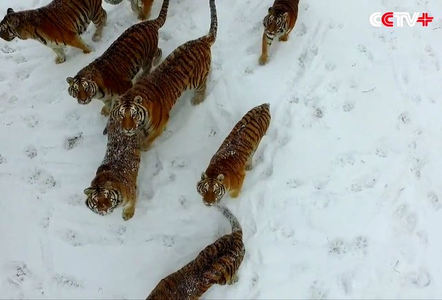 Tigers Chased Down A Camera Drone… And Then They ATE IT