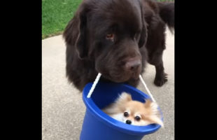 Here’s A Big Dog Carrying Around A Little Dog In A Bucket