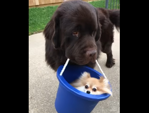 Here’s A Big Dog Carrying Around A Little Dog In A Bucket