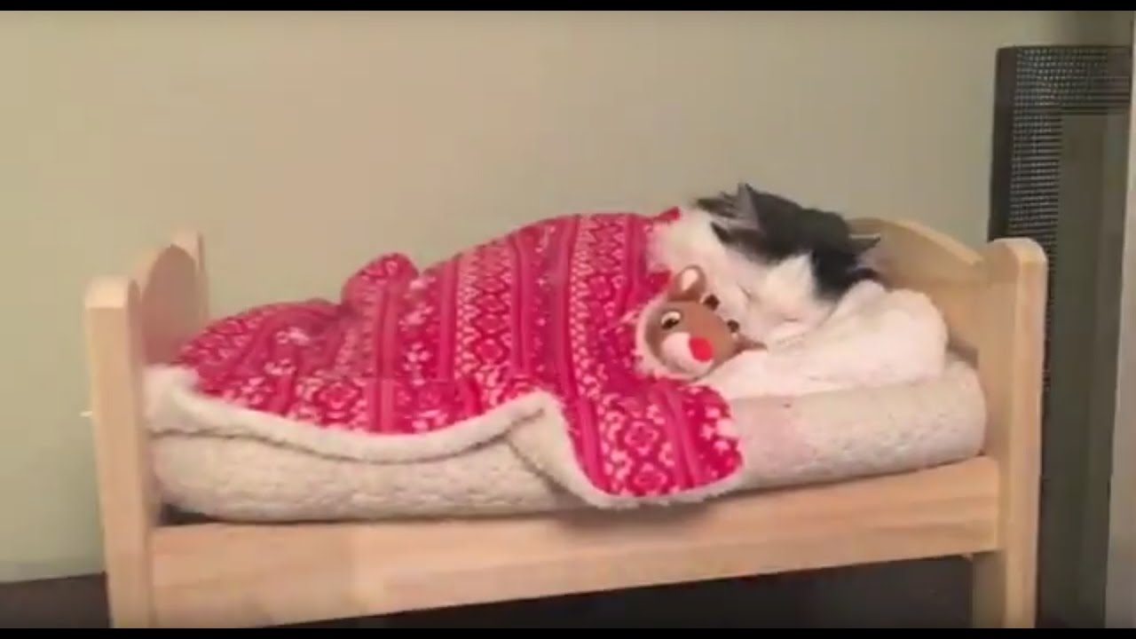 Watch A Cat Tuck Herself Into Her Miniature People Bed