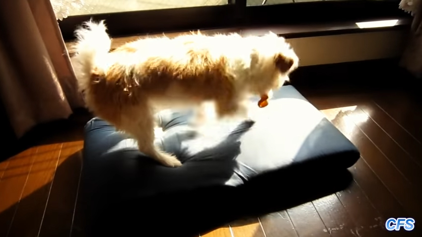 A Funny Compilation Of Dogs Trying To Hide Their Bones
