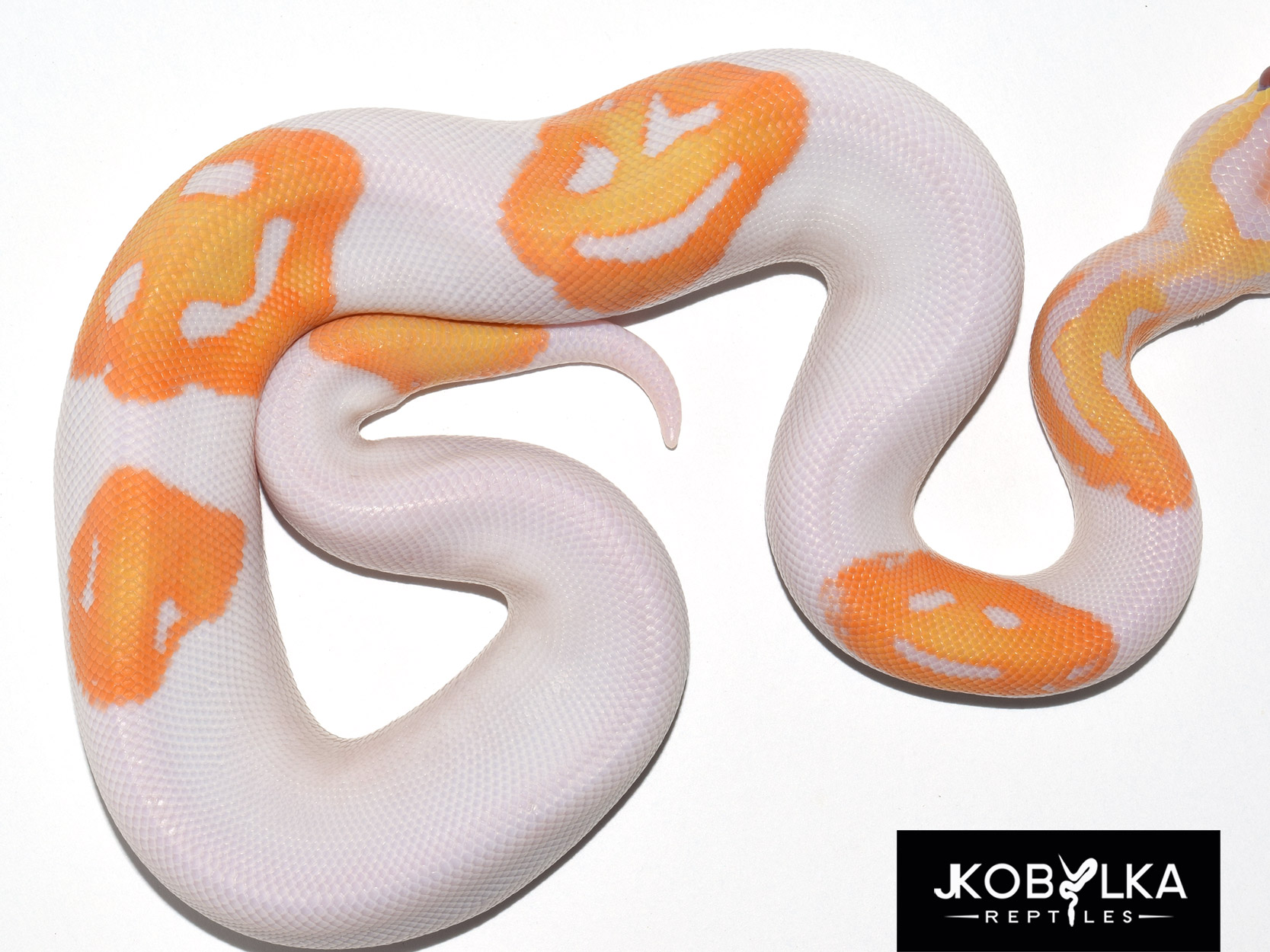It Took A Breeder 8 Years To Make This Emoji Snake Happen