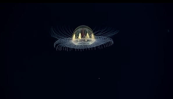 This Footage Of A Glowing Jellyfish Will Blow Your Mind