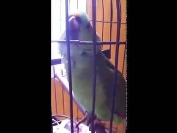 Watch This Parrot Do A Spot On Impression Of A Baby Crying