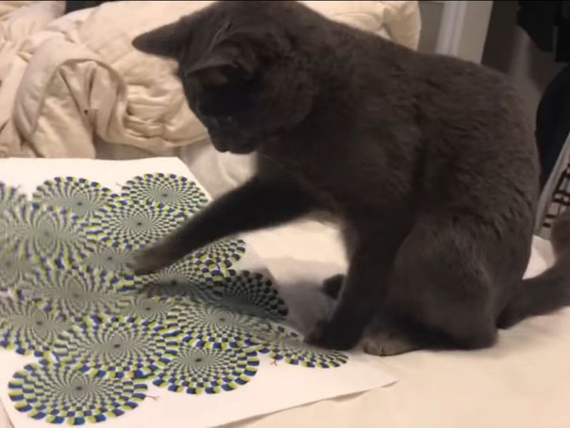 Watch This Cat Wig Out Over A “Moving” Optical Illusion