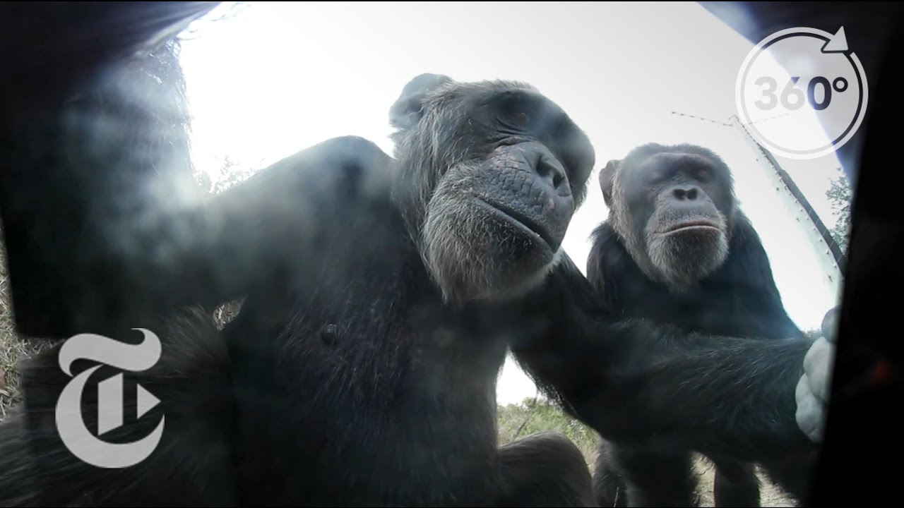 A Mischievous Chimp Takes Selfies With A Stolen Camera