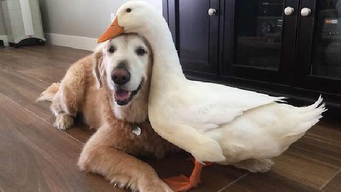 These Dog And Duck Best Friends Will Make You Smile