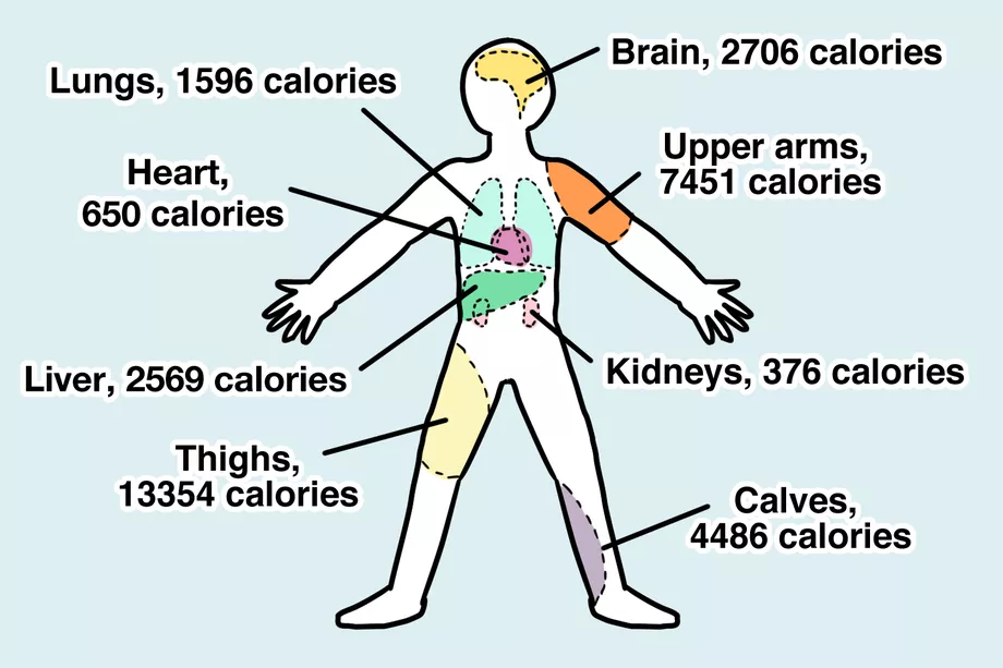 Here’s How Many Calories Are In A Human & More Incredible Links