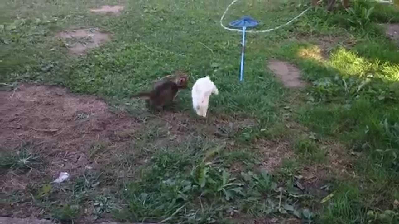 An Adorable Video Of A Kitten And Bunny Playing Tag