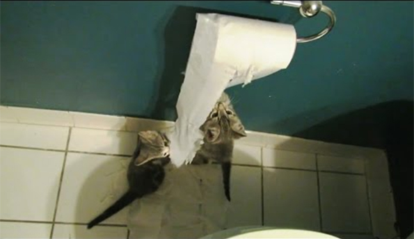 kittens-and-puppies-toilet-paper