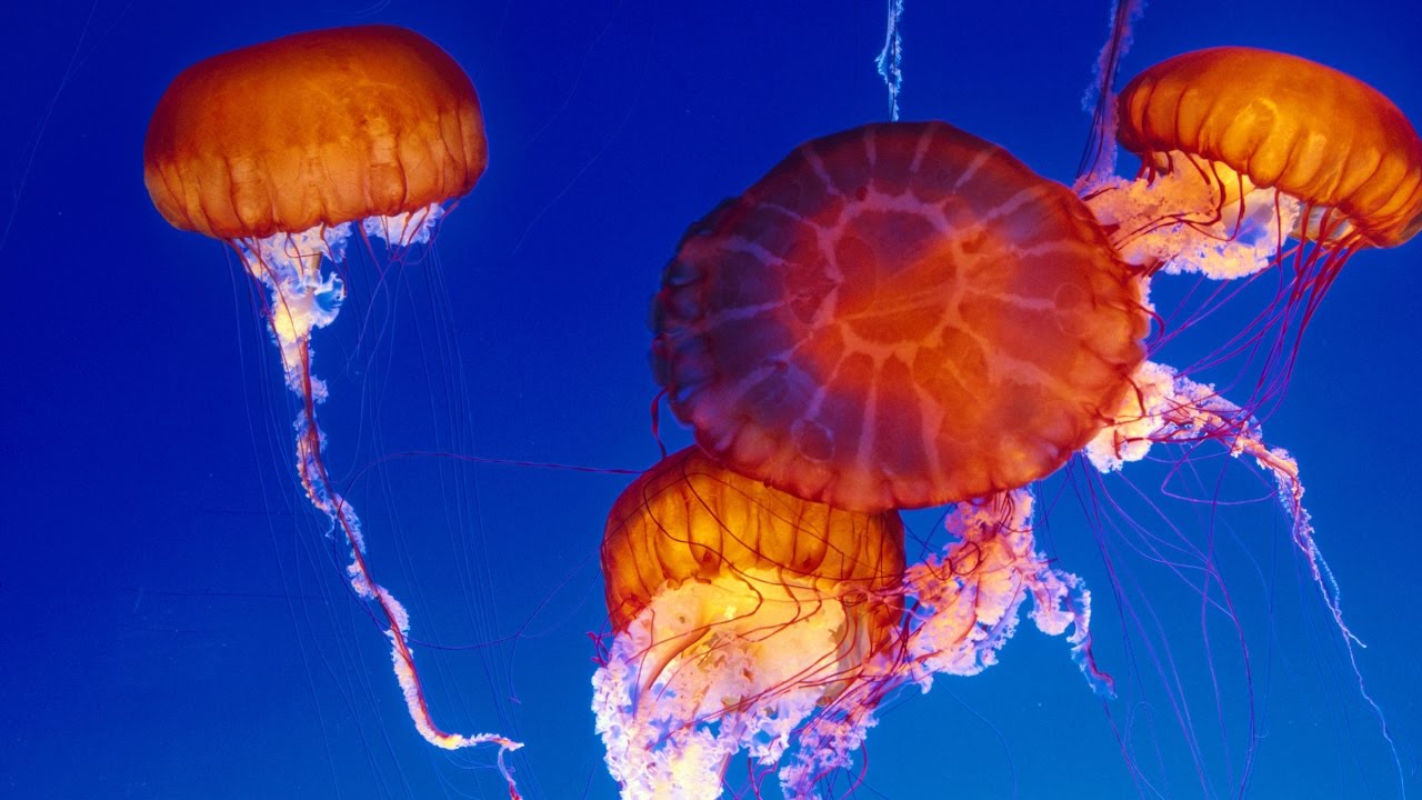 Sit Back, Relax And Watch This Live Jellyfish Cam Footage