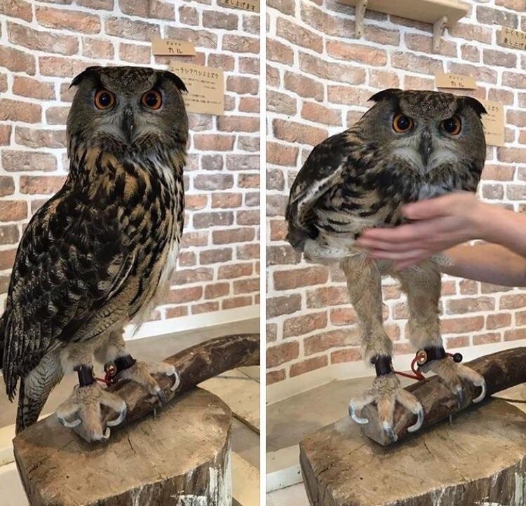 So, Uh… Owls Have Weirdly Long Legs & More Incredible Links