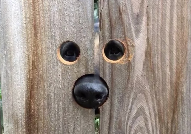 A Lady Cut Peep Holes In The Fence For The Neighbor’s Dog