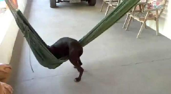 This Puppy Getting Cozy In A Hammock Is Sooo Cuuuute