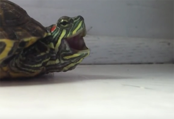 This Turtle Sneezing Is Way Cuter Than It Should Be