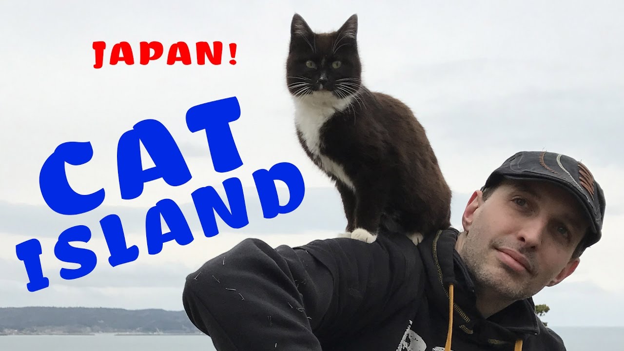 This Video Shows What It’s Like To Visit Cat Island