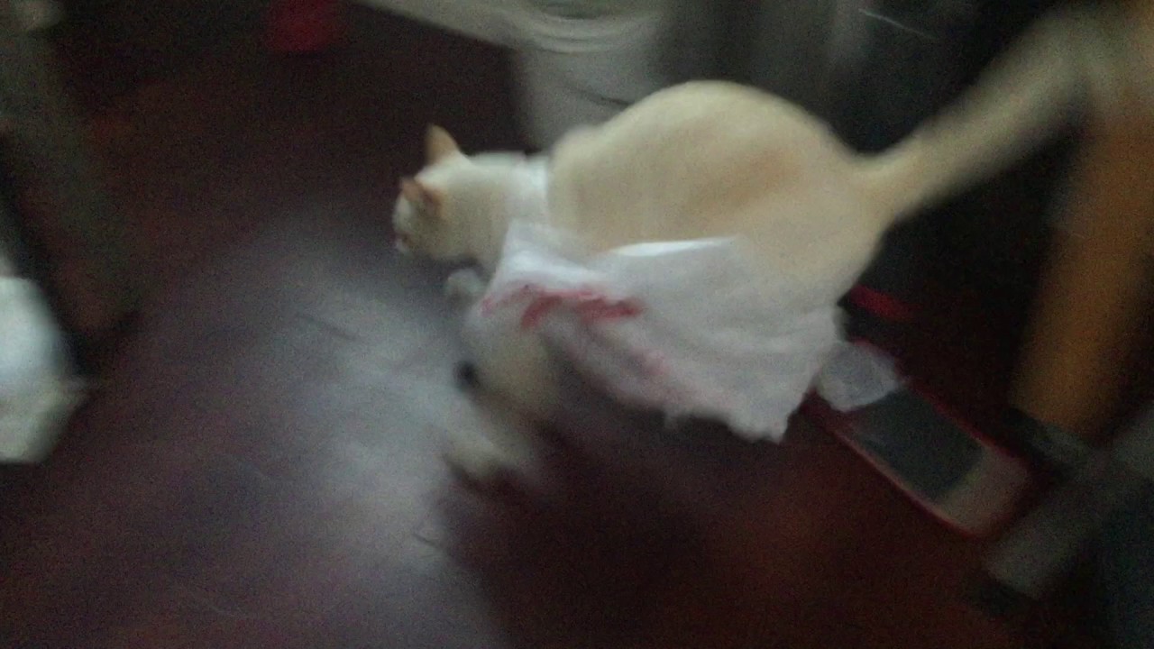 A Cat Messes With A Plastic Bag And Immediately Regrets It