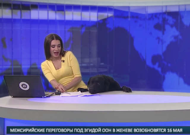 A Dog Crashes The News And Scares The Hell Out The Reporter