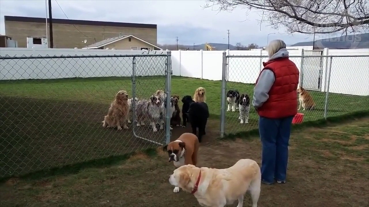 These Dogs Wait Patiently For Their Own Name To Be Called