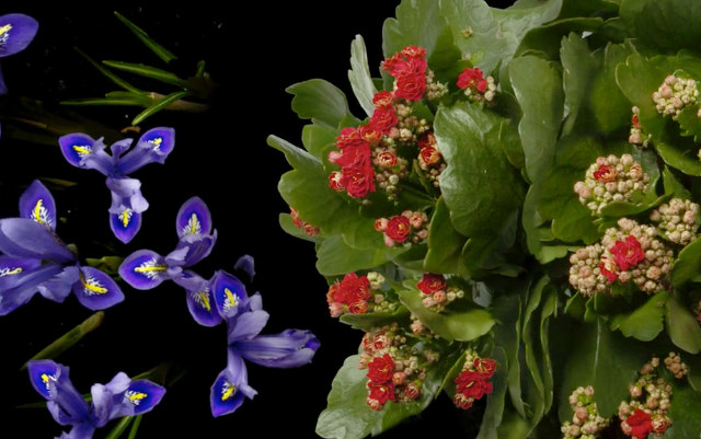 Here’s A Timelapse Of Flowers Blooming Because It’s Spring