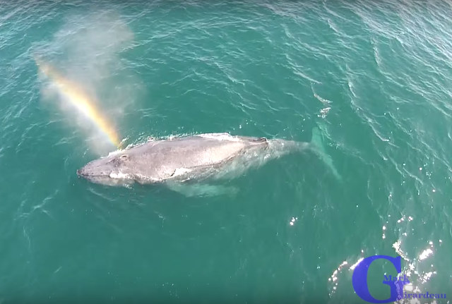 Watch A Humpback Whale Shoot A Rainbow From Its Blowhole