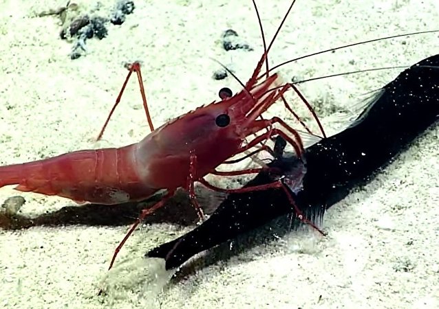 A Shrimp Rips Open A Fish And Finds Another Fish Inside