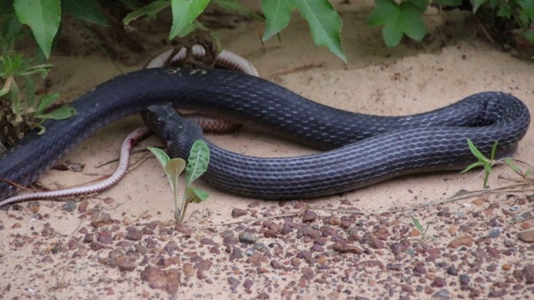 Scream In Horror As A Snake Regurgitates Another Snake