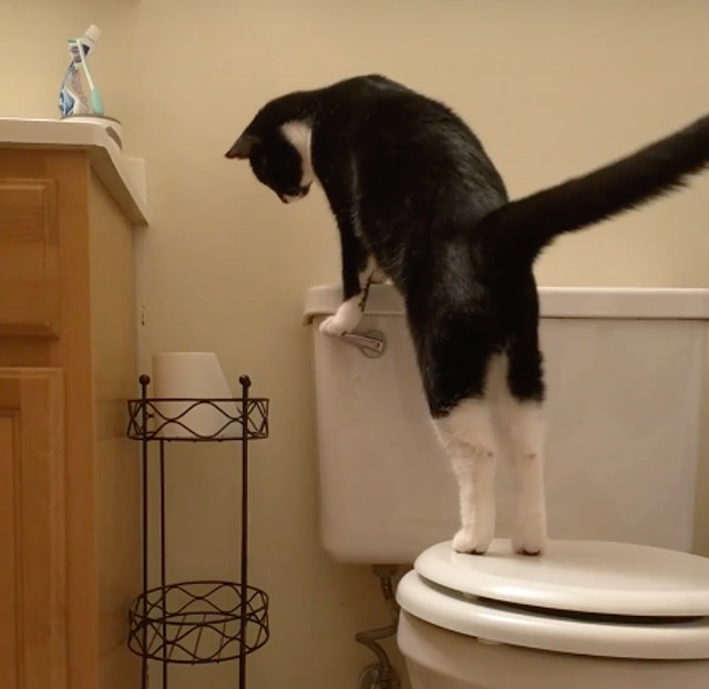 A Cat Flushing A Toilet Over And Over Is A Metaphor For Life