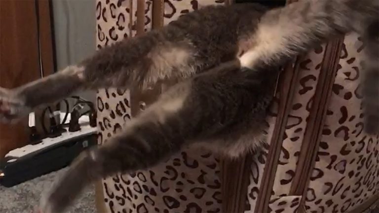 Watch A Cat Get Stuck In A Suitcase And Try Not To Laugh