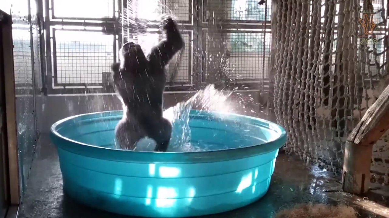 This Gorilla Dancing In A Pool Is The Best Thing Ever