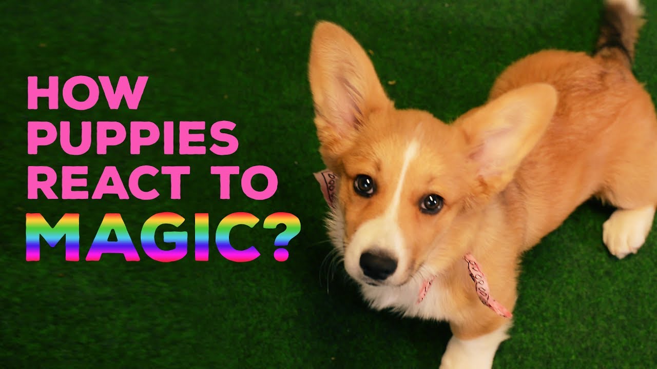 Puppies React To Magic And It Is The Cutest Thing Ever