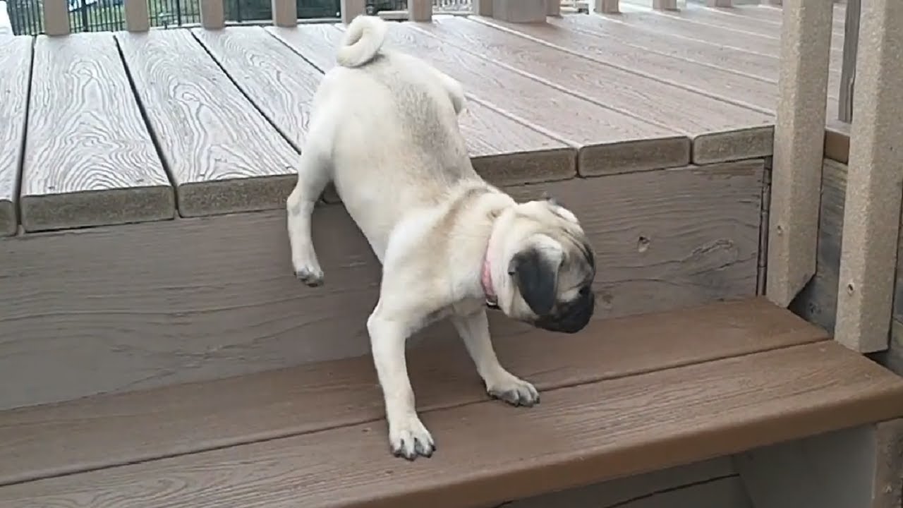 Here’s An Insanely Adorable Compilation Of Puppies Vs Stairs