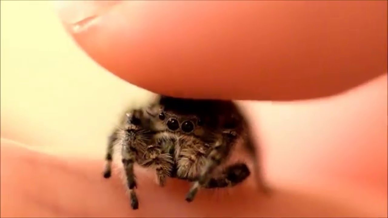 Try To Not Scream At This Little Spider Getting Pet On The Head