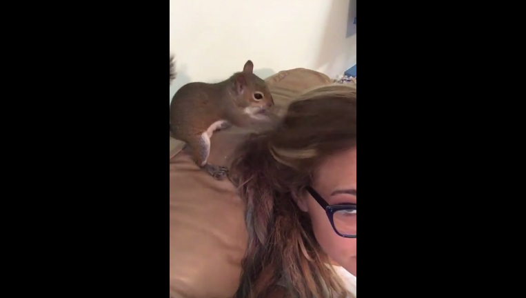 Watch As This Funny Squirrel Hides A Cheeto In A Lady’s Hair