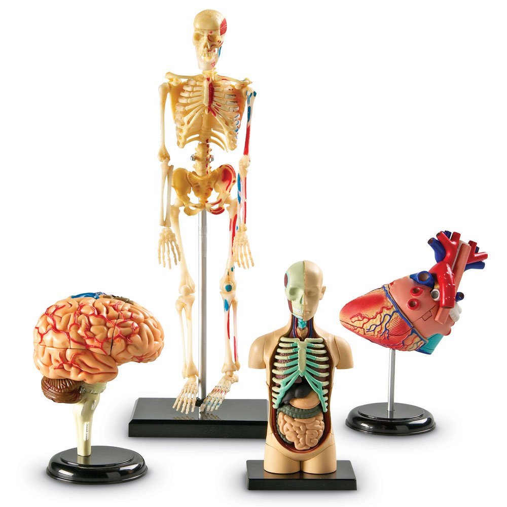 Bundle Set of Human Anatomy Models