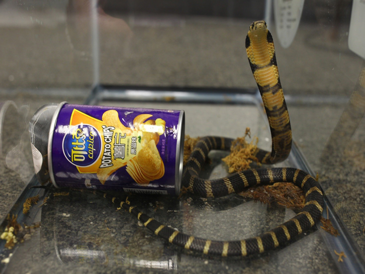 Reptile Smuggling - Man Arrested for Smuggling King Cobras In Potato Chips Can
