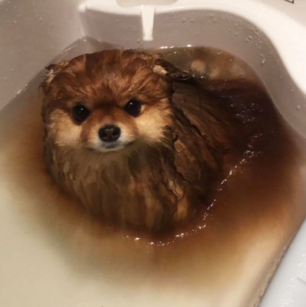 Pomeranian Melted in Water