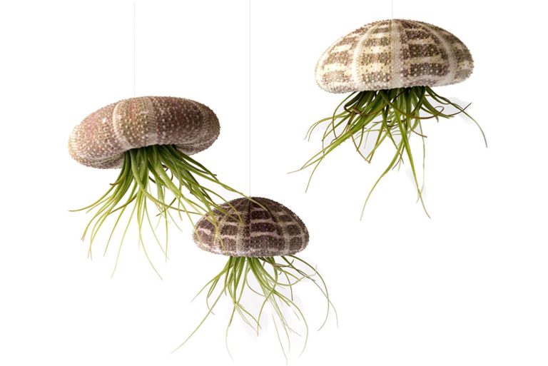Flying Jellyfish Plants