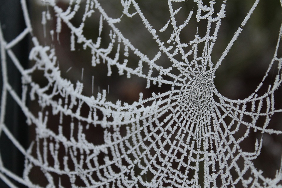 How Spiders Survive in the Winter?