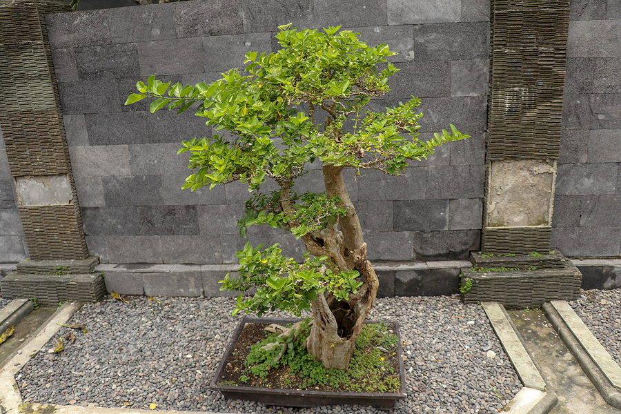 Bonsai Trees: Know Why They Are Good For Health And Learn To Take Care Of Them